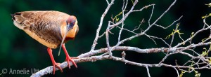 fotoresa-till-sodra-pantanal-