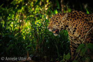 fotoresa_norra_pantanal
