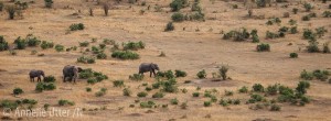 fotosafari kenya elefant