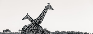 fotosafari kenya Maasai giraffe