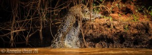 Brasilien, Brazil, Fotosafari Jaguar, Jaguar, North Pantanal, Pantanal, Panthera onca, South America