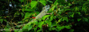 Brasilien, Brazil, Fotosafari Jaguar, Green iguana, Grön leguan, Iguana iguana, Iguanidae, Leguaner, North Pantanal, Pantanal, Reptile, South America