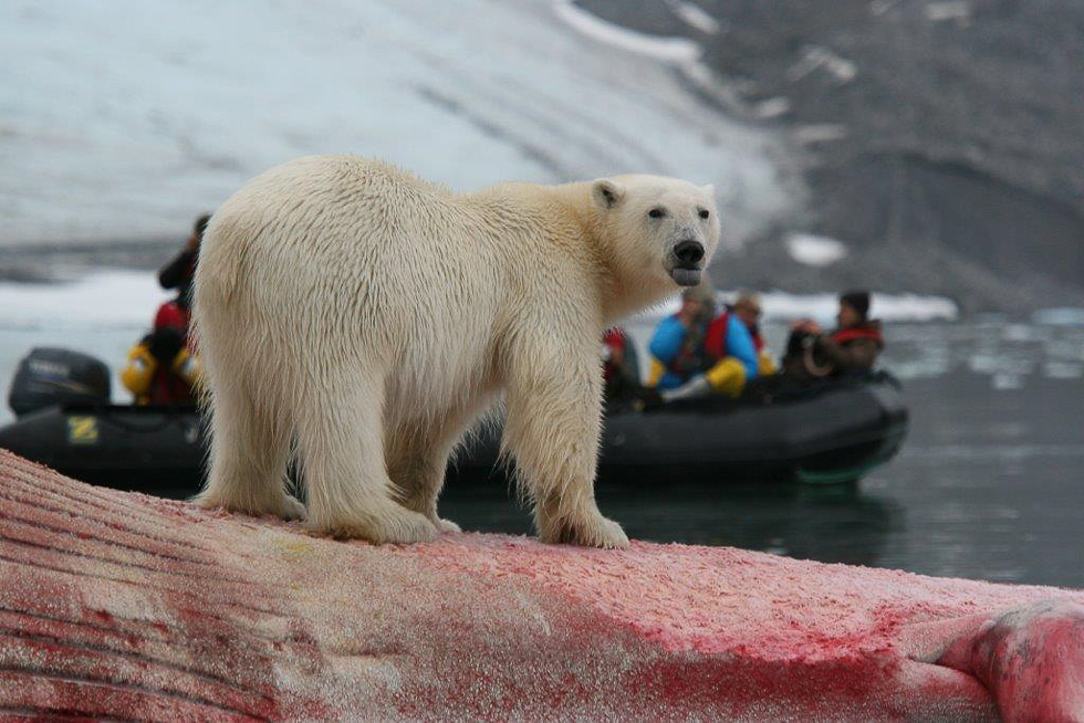 svalbard-isbjörn-safari14