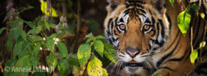 Bandhavgarh