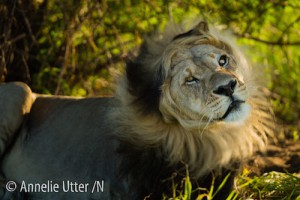 Botswana lejon svart man Kalahari
