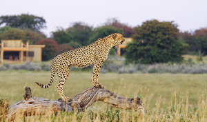 Kalahari öknen Kalahari Plains Camp