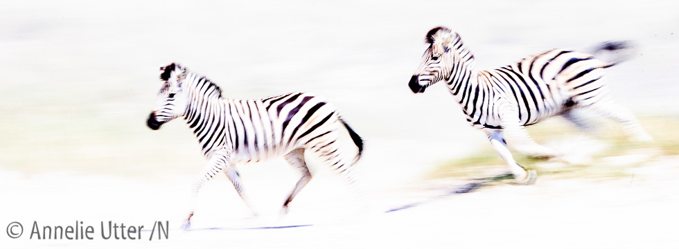 zebra migration botswana