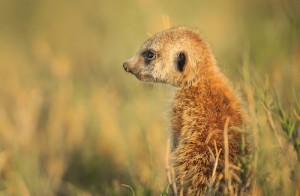Surikat fotograferad I Kalahariöknen