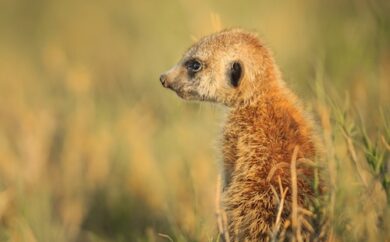 Surikat fotograferad I Kalahariöknen