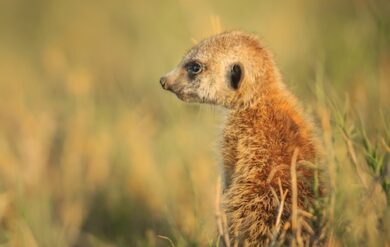 Surikat fotograferad I Kalahariöknen