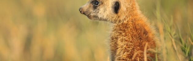 Surikat fotograferad I Kalahariöknen