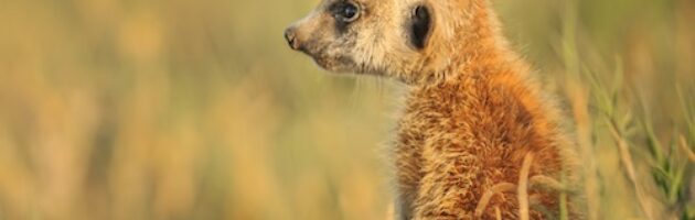 Surikat fotograferad I Kalahariöknen