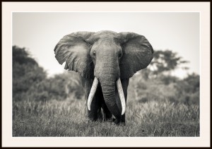 Afrikansk savannelefant-Uganda-ram