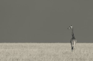 Fototavla Masaigiraff Kenya