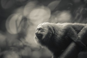 Fototavla Vanlig lejontamarin Brasilien