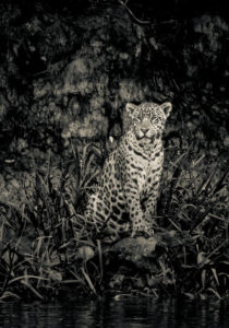 Fototavla jaguar