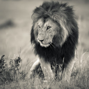Fototavla lejon