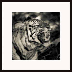 Tavla Bengalisk tiger Indien