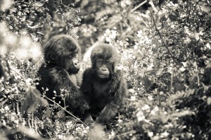 Bergsgorillaungar-Uganda