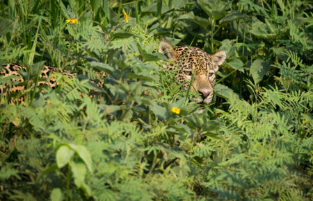 Fotoresa jaguar Piquiri floden