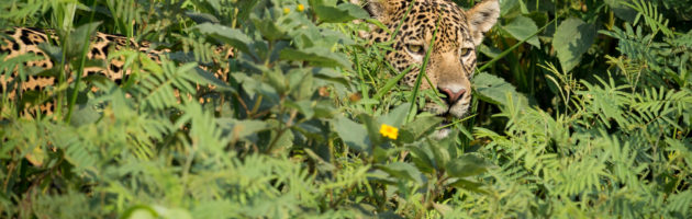 Fotoresa jaguar Piquiri floden