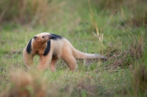 sydlig tamandua mindre myrslok