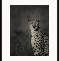 Fototavla Gepard Kenya