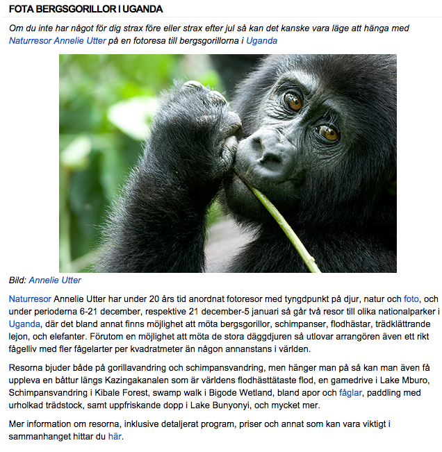 Gorillasafari Reportage