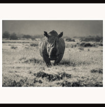 Fototavla Trubbnoshörningen Lake Nakuru National Park - ram