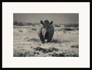 Fototavla Trubbnoshörningen Lake Nakuru National Park - ram