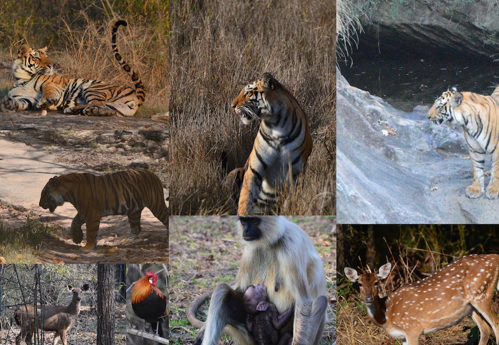 Dehli resedagbok snöleopard och tigersafari Bandavgarh djur