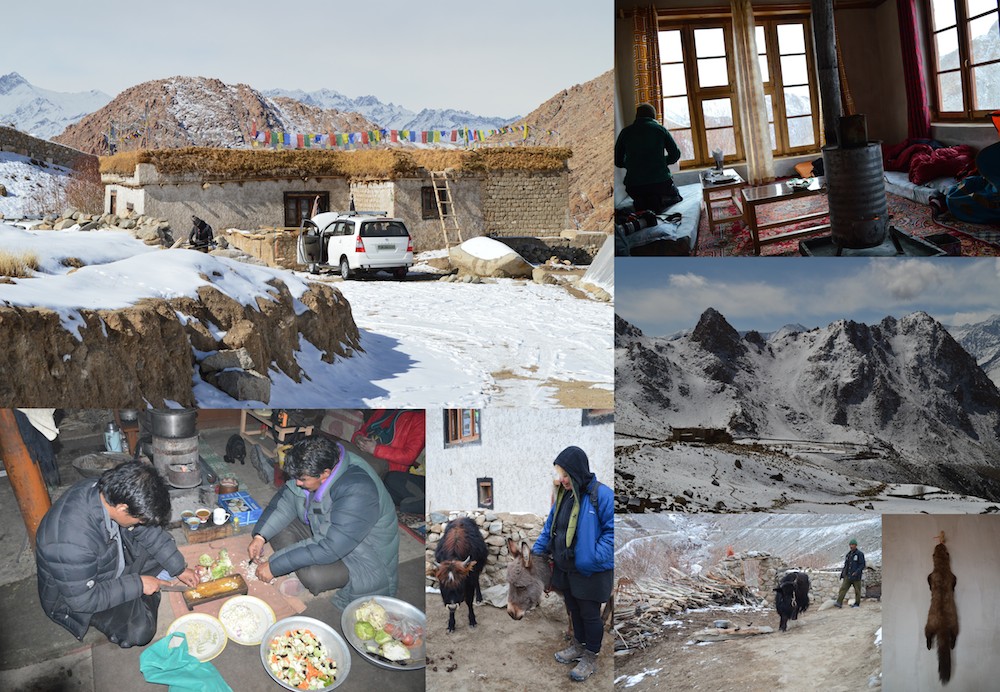 Ladakh - Ule Dehli snöleopard och tigersafari
