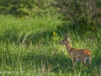 Safari Botswana