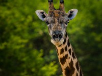 Giraff Safari i Botswana