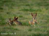 Schabrakschakal fotograferad på Safari i Botswana