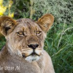lejon fotograferad på Safari i Botswana