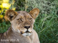 lejon fotograferad på Safari i Botswana