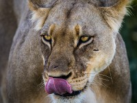 lejon fotograferad på Safari i Botswana