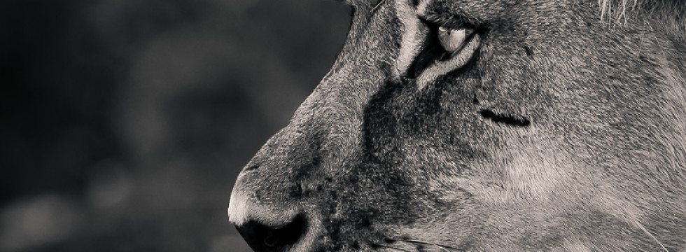 lejon fotograferad på Safari i Botswana