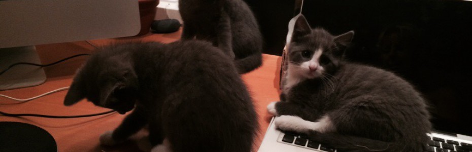 katter på datorn
