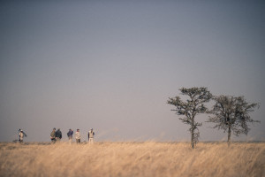 safari_kenya