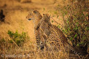 safari_kenya