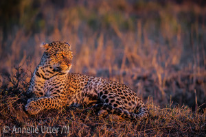 safari kenya