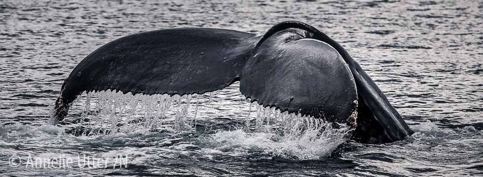 Eldslandet, Humpback whale