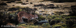 Cougar, Patagonia