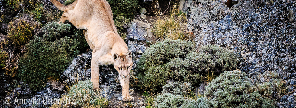 chilecatamount, Chile, Chiles pumor, Cougar, Patagonia, Puma, South America20160318_chile_puma_1DX_8983