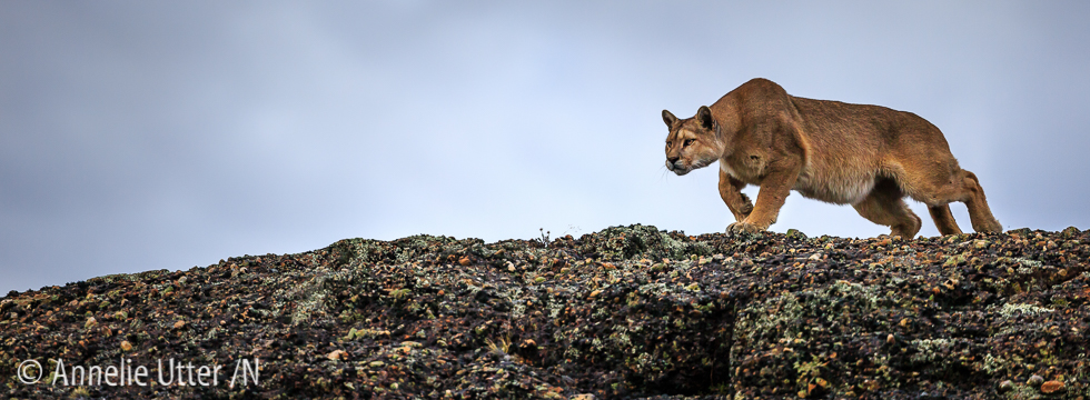 chilecatamount, Chile, Chiles pumor, Cougar, Patagonia, Puma, South America20160319_chile_puma_1DX_9594