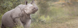 pansarnoshörning-fotoresa-Kaziranga National Park