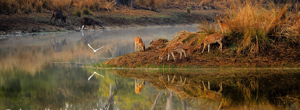 Tigersafari Indien