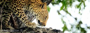 fotosafari botswana Okavango Delta Leopard